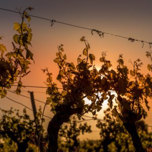 Photographe professionnel tourisme vin vignoble perpignan carcassonne
